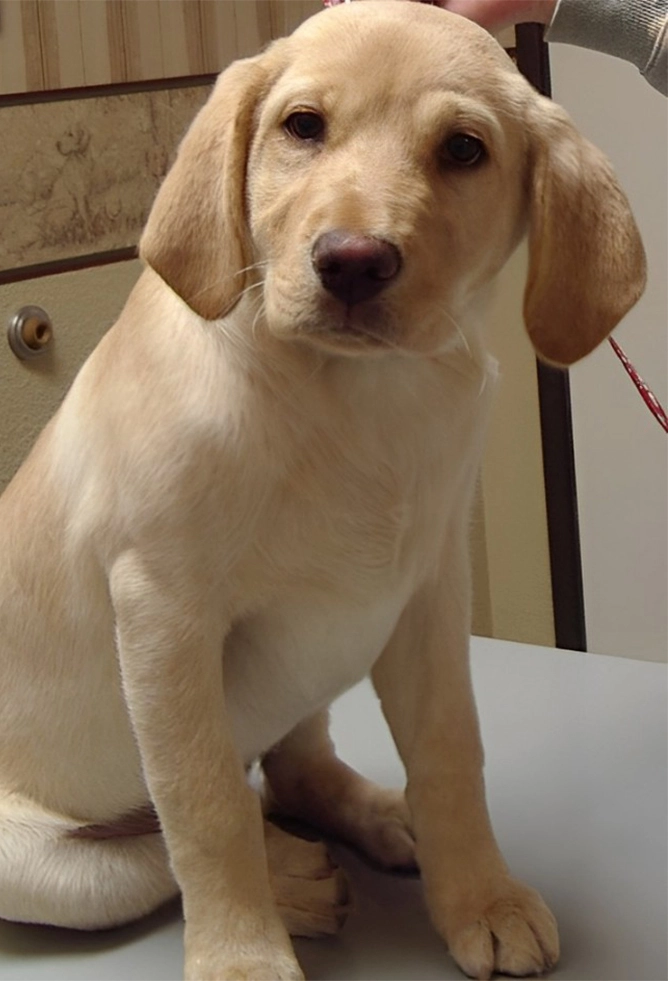 A dog sits on a table