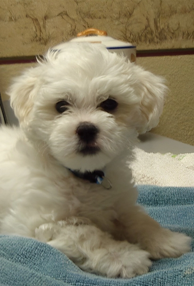 A white dog comfortably resting on a towel