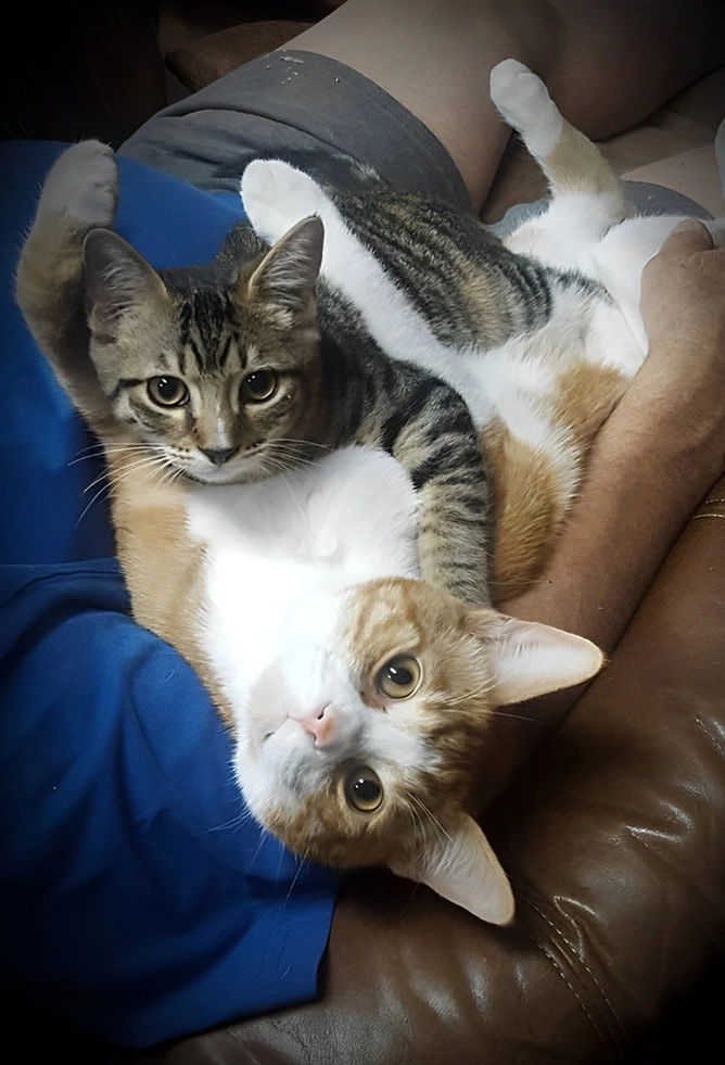 Two cats resting peacefully on a person's lap